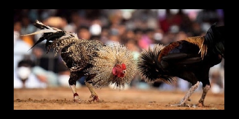 Đá Gà Thomo Trực Tiếp Kubet77 - Kinh nghiệm cược luôn thắng