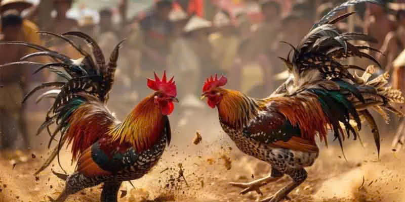 Đá Gà Kubet77 - Sàn Đấu Chiến Kê Đỉnh Cao Hàng Đầu Châu Á