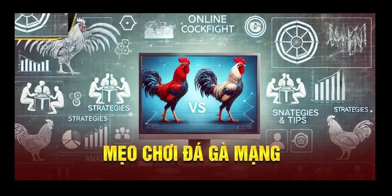 Quản lý đặt cược an toàn đá gà thomo trực tiếp